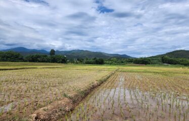 ขายที่นาแปลงสวยมีถนนเข้าออก วิวเขาวิวทุ่งนา โฉนดน้ำดีดินดี ที่ตั้ง ต.บ้านเป้า อ.แม่แตง จ.เชียงใหม่