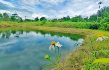 ที่ดินแปลงสวยวิวดี ติดถนนคอนกรีตมีน้ำไฟ ที่ดินเป็นโฉนดครุฑแดง ต.ห้วยทราย .แม่ริม จ.เชียงใหม่