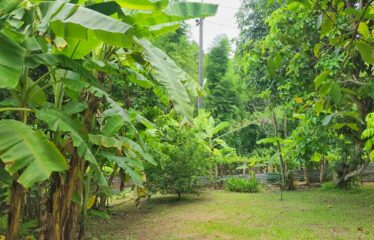 บ้านสวย บ้านสวนวิวสวย พร้อมเข้าอยู่ บรรยากาศดี เหมาะทำบ้านพักส่วนตัว ที่ตั้ง ต.สบเปิง อ.แม่แตง จ.เชียงใหม่