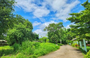 ขายที่ดิน ติดถนนสองด้าน ไฟน้ำพร้อม ไม่เปลี่ยว เหมาะสร้างบ้านขาย หรือแบ่งขาย