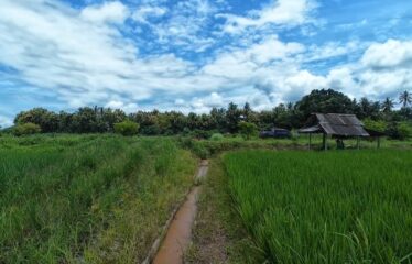 ขายที่นาวิวเขา วิวทุ่งนา ติดคลองชลประทาน ที่ตั้ง ต.ขี้เหล็ก อ.แม่ริม จ.เชียงใหม่