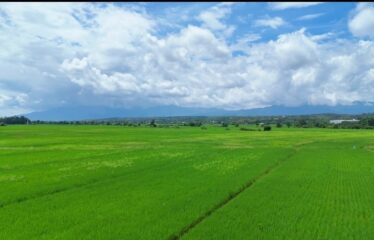 ขายที่นาวิวเขา วิวทุ่งนา ติดคลองชลประทาน ที่ตั้ง ต.ขี้เหล็ก อ.แม่ริม จ.เชียงใหม่